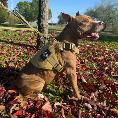 Arnés táctico C77 para perros